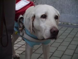 Read more about the article 5月17日盲導犬を普及させる協会　募金活動